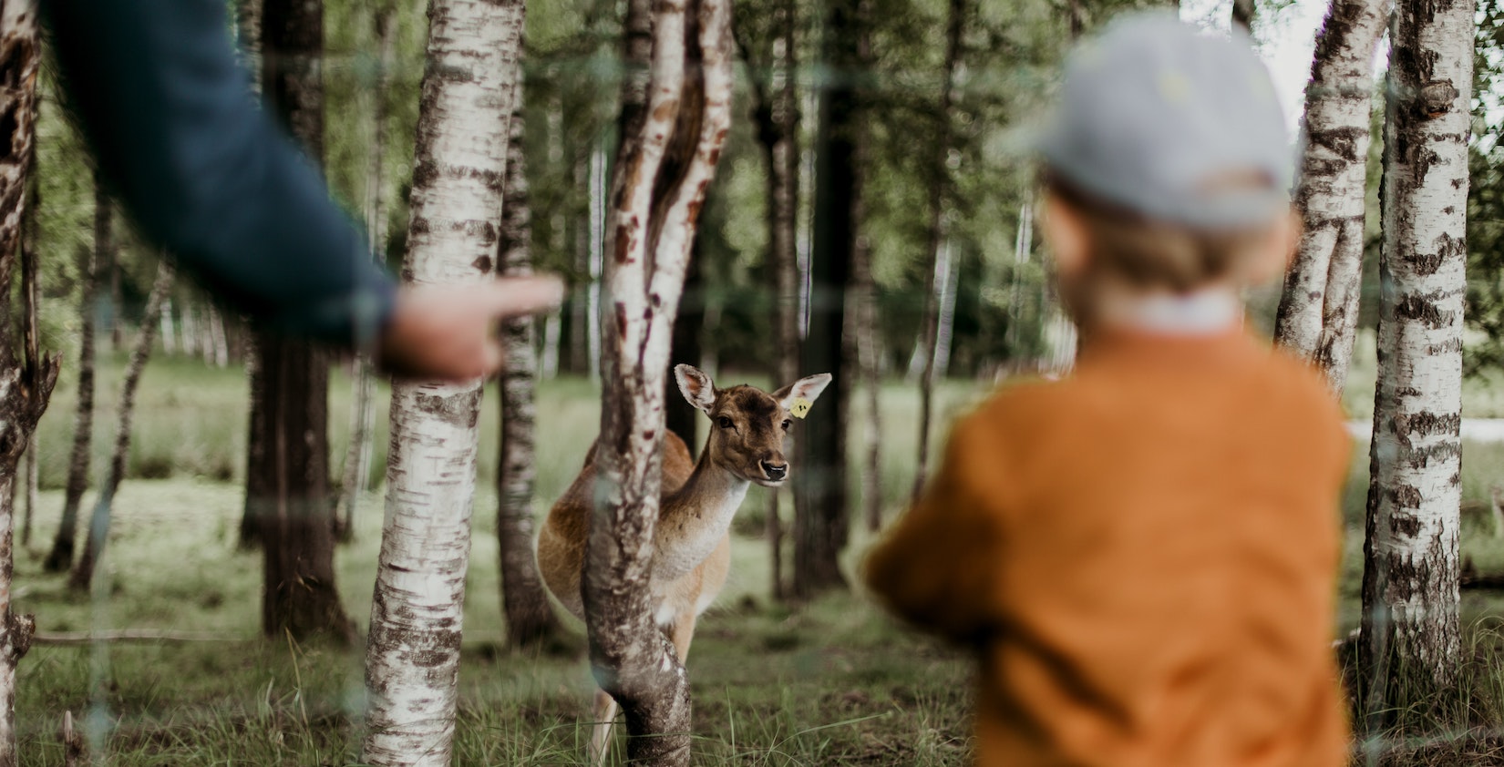 Little kid with an adult near a baby deer.