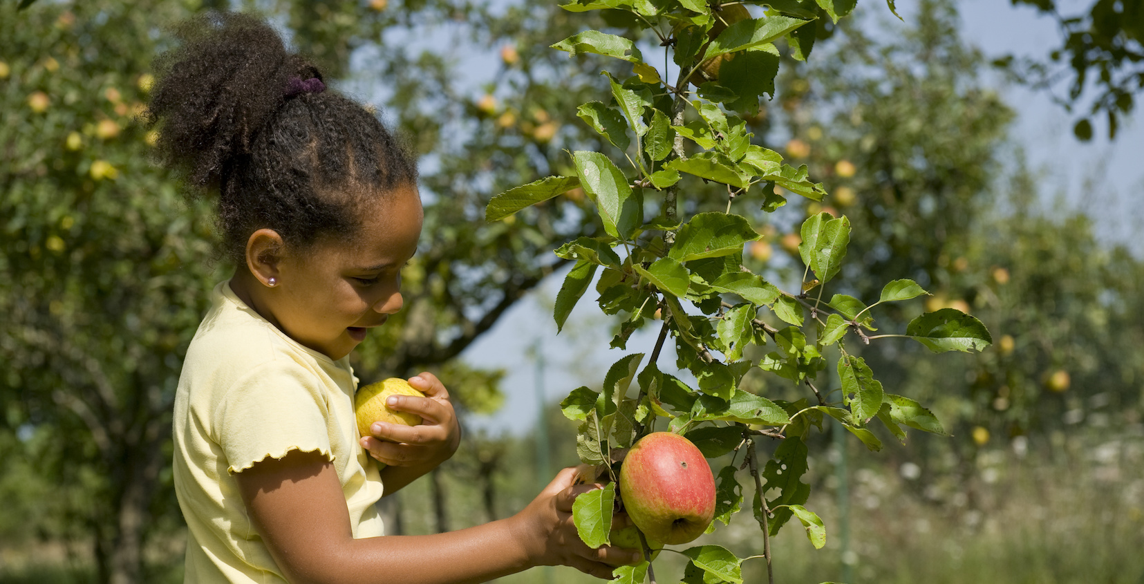 Little girl picking an apple in an orchard