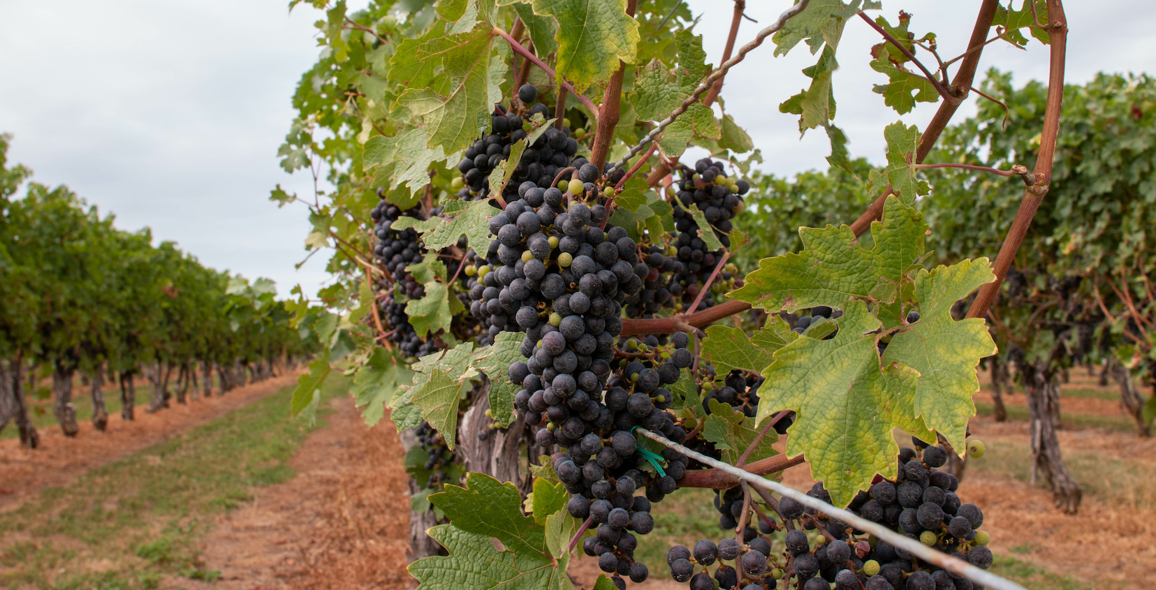 Grape in a vineyard