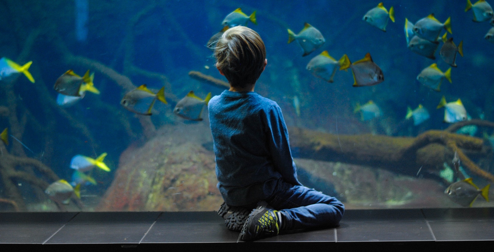 Little kid looking at big aquarium.